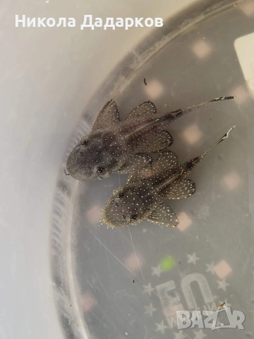 Два чифта звездни сомове L183 