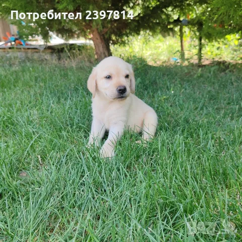 Лабрадор ретривър , снимка 6 - Лабрадор ретривър - 55743243