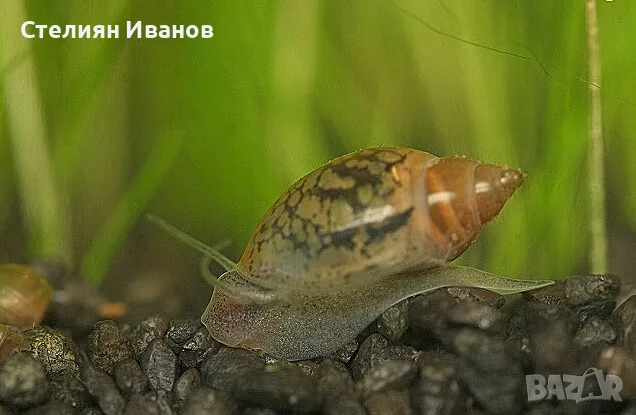 Планорбис (Planorbis planorbis) - водни охлюви за аквариум или градинско езеро, снимка 3 - Други - 55898574