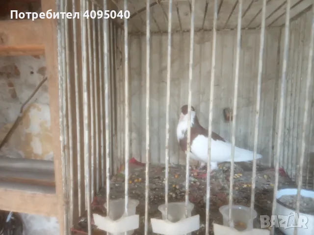 Продавам гълъби, снимка 14 - Гълъби - 51379486