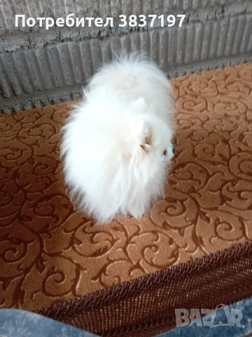 мъжки със всичко необходимо за момента , снимка 3 - Други животни - 51608683