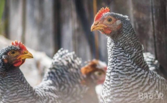 оплодени и проверени Яйца АМРОК -Разплодни яйца за люпене от кокошки породата Амрок, снимка 12 - Кокошки и пуйки - 54196528