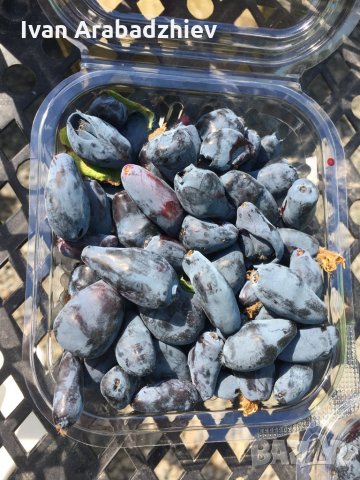 Камчатска(Майска) Боровинка