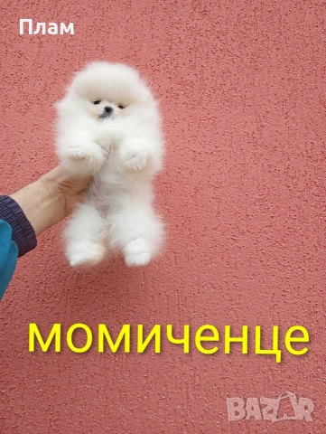 Бели мини Померани. Реални снимки от 04.04.26 г., снимка 5 - Померан - 54102169
