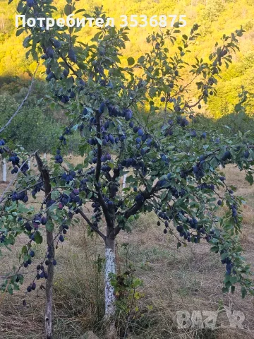 🍑☀️ НАТУРАЛНИ СУШЕНИ НА СЛЪНЦЕ СИНИ СЛИВИ ОТ ЕЛЕНСКИЯ БАЛКАН ☀️🍑, снимка 15 - Домашни продукти - 56139374