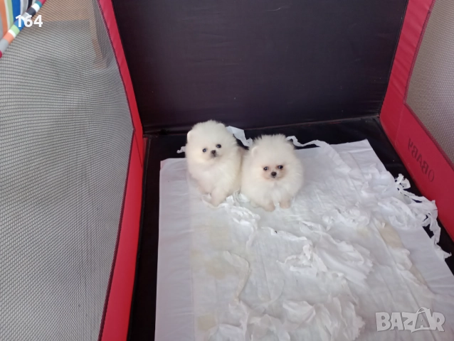 Мини Померани Миниатюрни минита. Момиченце и момченце. Снимки от 24.12.25 г. 