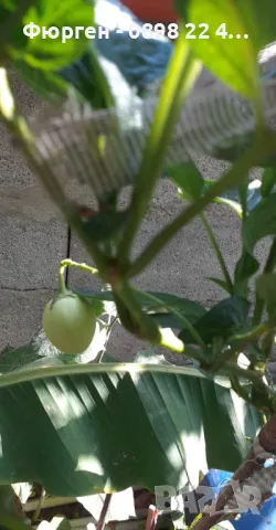  Пепино - Пъпешово дърво СЕЗОННА РАЗПРОДАЖБА !!!, снимка 5 - Разсади - 50425707