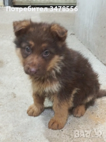 Немска овчарка , снимка 4 - Немска овчарка - 52654157