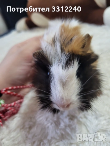 Морски свинчета, снимка 2 - Морски свинчета - 53930904