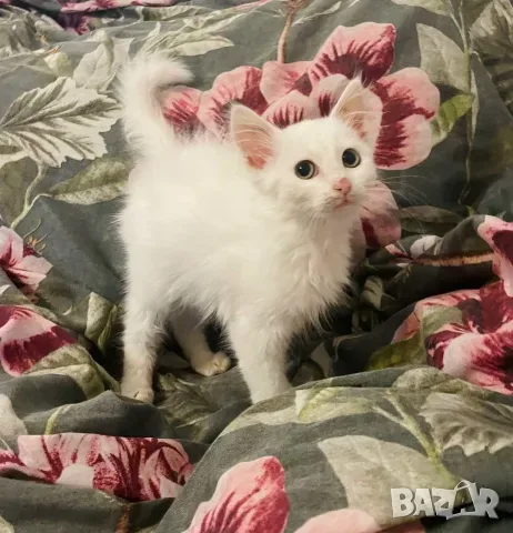 Ангорско коте, ангорка, турска ангора, 3 месеца, момиче