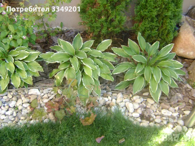  Доставка на Mулч, Талаж и ограничителни ленти., снимка 13 - Други - 36881378