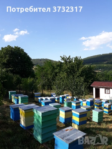 Пчелен мед от Светля, крем мед, снимка 2 - Пчелни продукти - 53222687