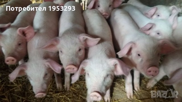 Прасета елитни българска бяла, снимка 2 - Прасета - 42480237