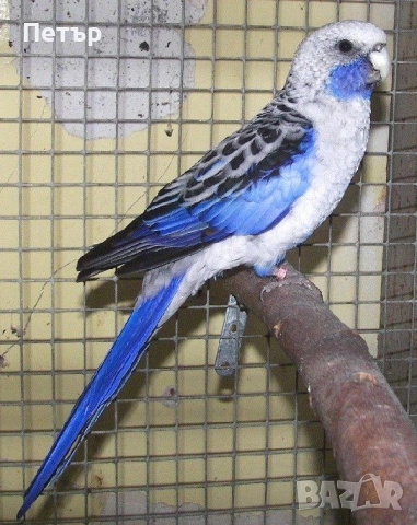 Мъжки син пенант.