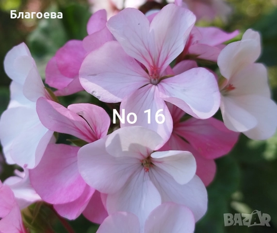 Мушкато розовобяло/Хамелеон 