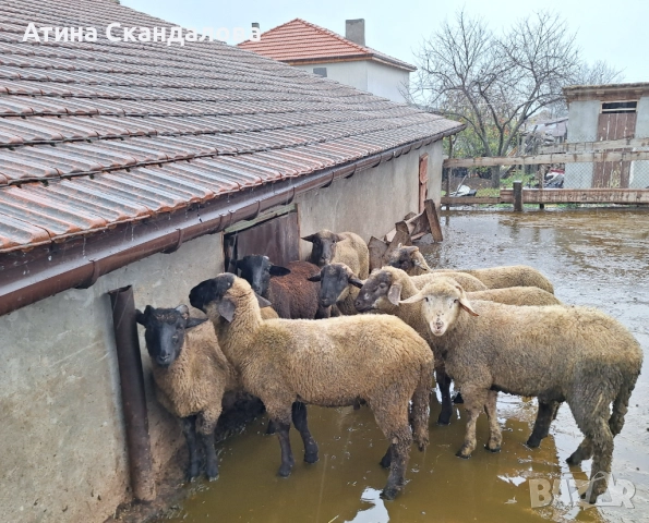 Селскостопански животни , снимка 2 - Овце - 52878388