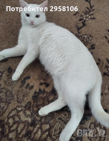 бяло коте, британска късокосмест, 9 мес., снимка 3 - Британска късокосместа - 53301077
