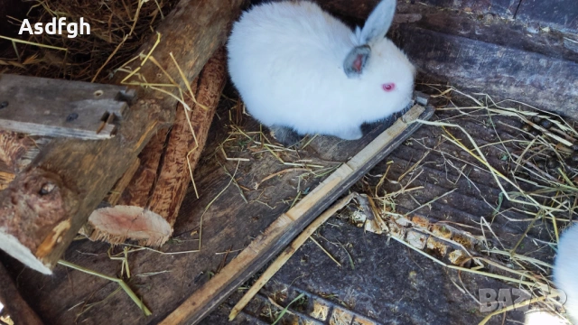 Зайци малки -цената е за бр.