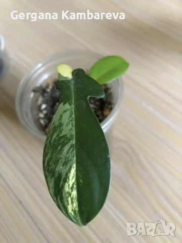 Monstera Aurea, philodendron Florida Beauty, Sodiroi, Cream Splash, Epipremnum Baltic Blue , снимка 4 - Стайни растения - 56086278