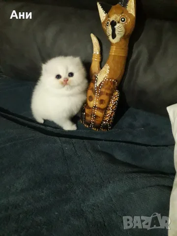 КОТЕНЦЕ УНИКАТ.МОМЧЕНЦЕ, снимка 3 - Чинчили - 56524149