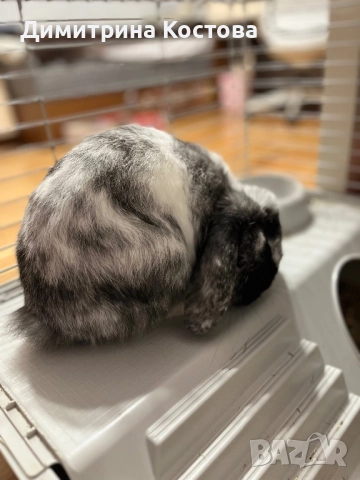 Подарявам декоративно зайче, клепоухо , снимка 4 - Декоративни зайчета - 52806247