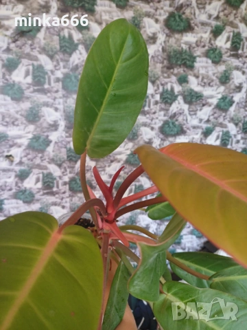 Филодендрон карамел, снимка 4 - Стайни растения - 53065452