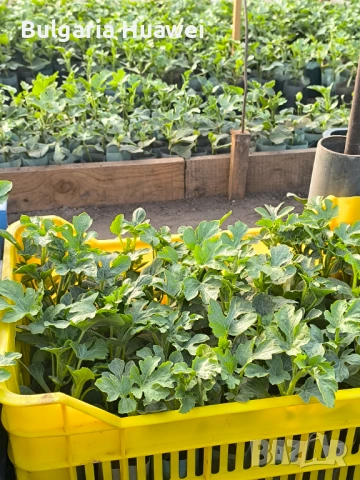 Разсад дини сорт Соренто, снимка 4 - Разсади - 54278823