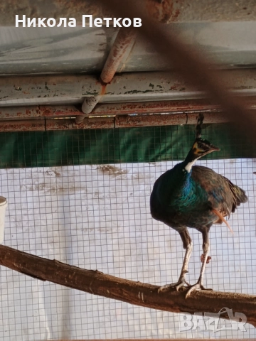 Пауни-бели и арлекин, снимка 7 - други­ - 52296268