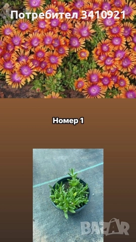 Делосперма 7 цвята