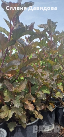 Физокарпус, снимка 2 - Градински цветя и растения - 51990472