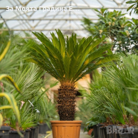 Цикас палма , снимка 3 - Декорация за дома - 54031988
