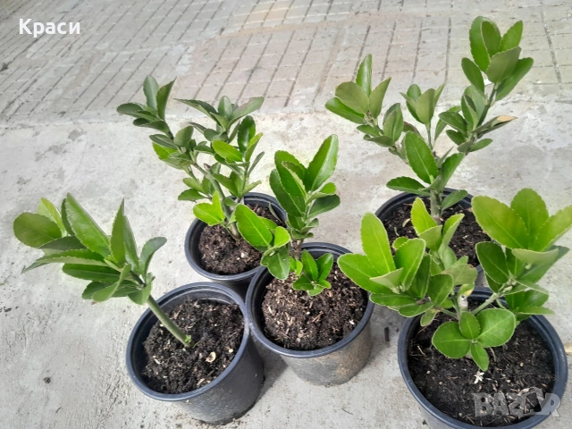 Чашкодрян зелен., снимка 2 - Градински цветя и растения - 54228428