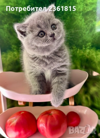 Чистокръвни сини британчета, снимка 15 - Британска късокосместа - 52651148