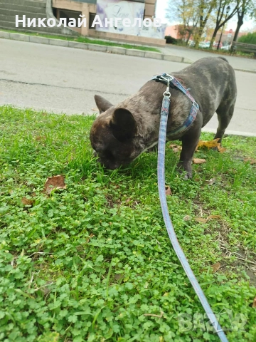 продава се женска от породата френски булдог, снимка 3 - Френски булдог - 52795583