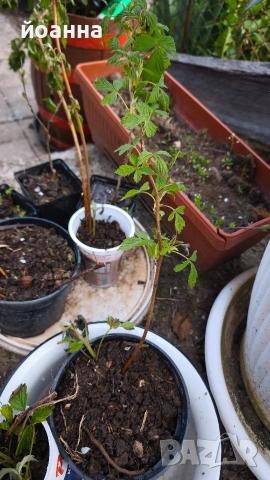 целогодишни малини 