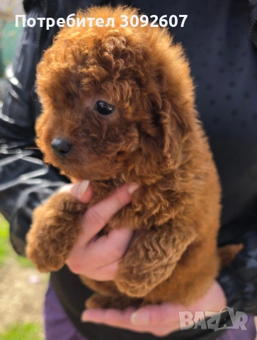 Пудели мъжки и женски