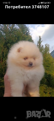 Померан/Померани , снимка 17 - Померан - 53999282