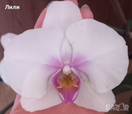 Орхидея фаленопсис, снимка 1 - Стайни растения - 44762267