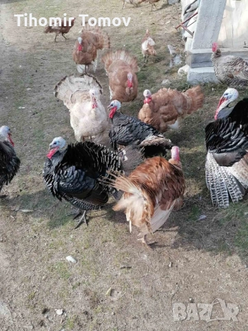 продавам домашно гледани пуйки пуяци , снимка 3 - Кокошки и пуйки - 52243231