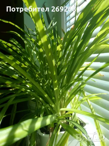 Хлорофитум/водна лилия/традесканция рео, снимка 4 - Стайни растения - 45950432