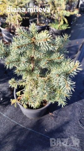 Сребрист смърч, Picea pungens 'Misty Blue', снимка 5 - Градински цветя и растения - 52436705