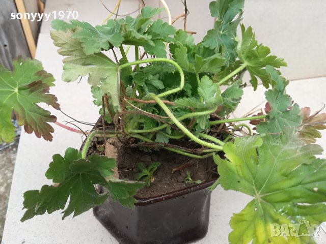 здравец в саксия с почва 2702241606, снимка 10 - Градински цветя и растения - 44495750