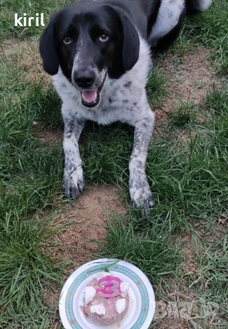 Хотел за кучета - Игри на воля , снимка 4 - Други услуги - 52645884