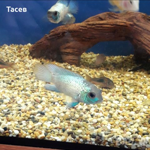 Акара електрик блу 3-4см, снимка 1