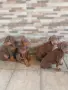 шоколадови добермани, снимка 2