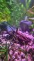 Аквариум Колба за Вашата Бета,скариди или нано рибки, снимка 11