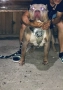 American bully XL, снимка 4