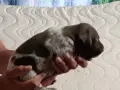 Кученца за продажба ., снимка 9