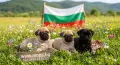 Бебета Мопс с родословия, снимка 1