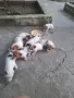 Джак ръсел териер, снимка 1